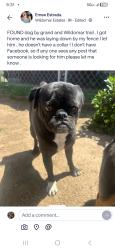 Found/Stray Male Dog last seen Grand Ave and Wildomar Trail, Wildomar, CA 92595