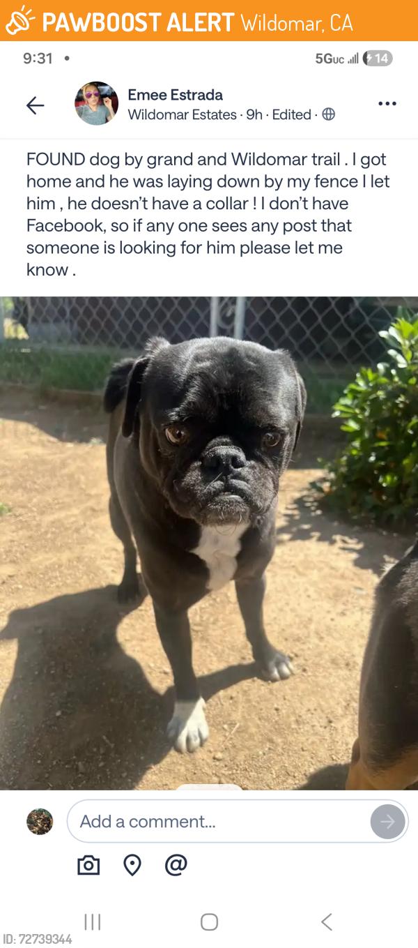 Found/Stray Male Dog last seen Grand Ave and Wildomar Trail, Wildomar, CA 92595