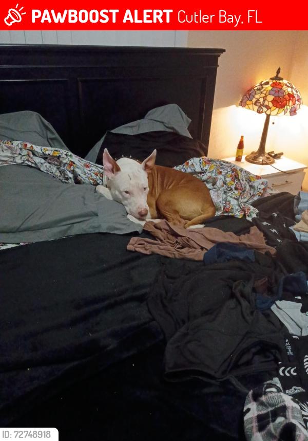 Lost Male Dog last seen Gulfstream and marlin road, Cutler Bay, FL 33157
