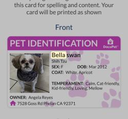 Lost Female Dog last seen Tumbleweed, Phelan, CA 92371