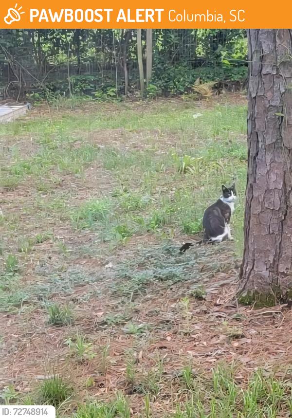 Found/Stray Female Cat last seen Challedon, Lockner , Columbia, SC 29212