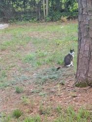 Found/Stray Female Cat last seen Challedon, Lockner , Columbia, SC 29212