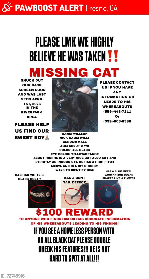 Lost Male Cat last seen Ingram & Nees, Fresno, CA 93711