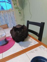 Lost Female Cat last seen Magnolia Blvd, Monroe, MI 48161
