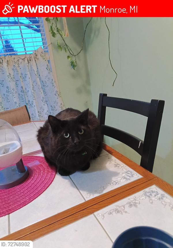 Lost Female Cat last seen Magnolia Blvd, Monroe, MI 48161