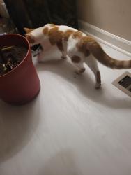 Found/Stray Unknown Cat last seen Near 4th ave, Shoreline, WA 98155