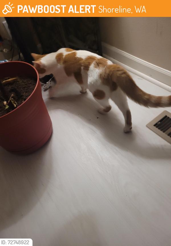 Found/Stray Unknown Cat last seen Near 4th ave, Shoreline, WA 98155