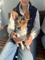 Found/Stray Female Dog last seen San Benito and Burlingame, Richmond, CA 94804