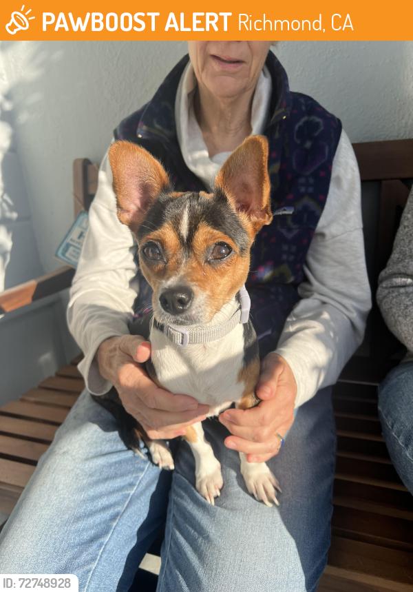 Found/Stray Female Dog last seen San Benito and Burlingame, Richmond, CA 94804