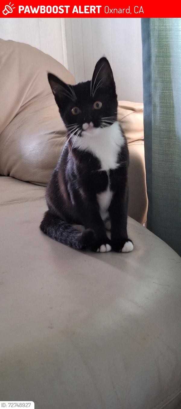 Lost Male Cat last seen Doris, Oxnard, CA 93030