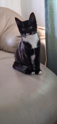 Lost Male Cat last seen Doris, Oxnard, CA 93030