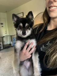 Found/Stray Unknown Dog last seen Palo Alto and Blythe , Old Fig Garden, CA 93704
