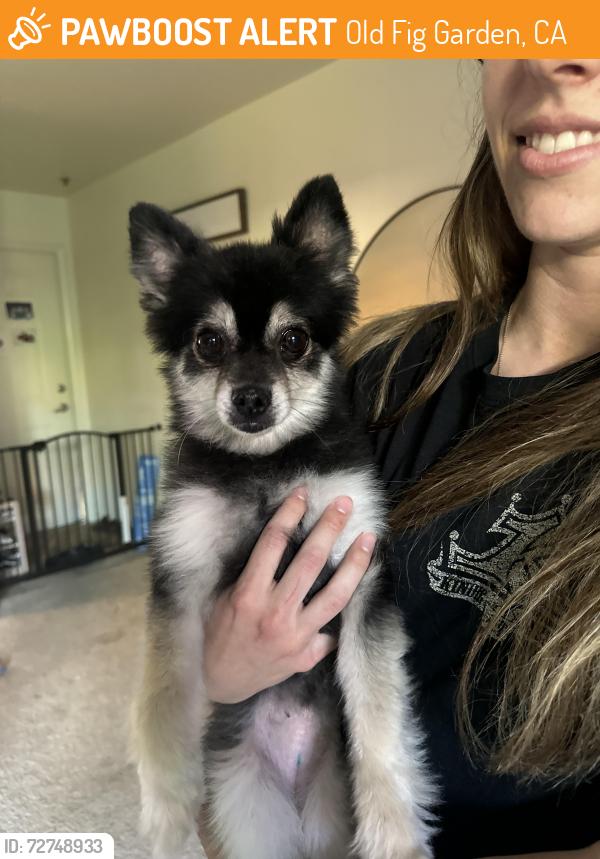 Found/Stray Unknown Dog last seen Palo Alto and Blythe , Old Fig Garden, CA 93704