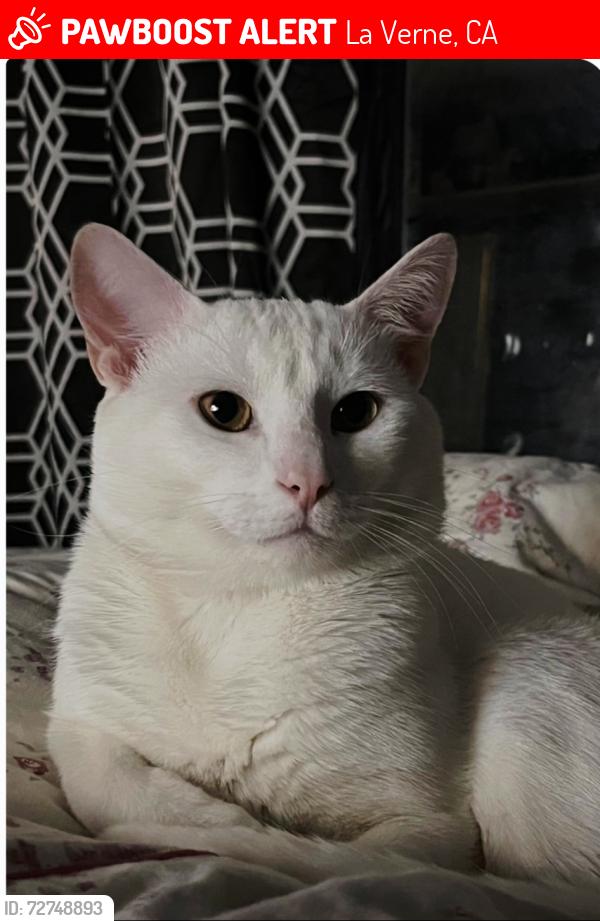 Lost Male Cat last seen Bonita Ave half a block from Kuns Park, La Verne, CA 91750