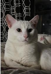 Lost Male Cat last seen Bonita Ave half a block from Kuns Park, La Verne, CA 91750