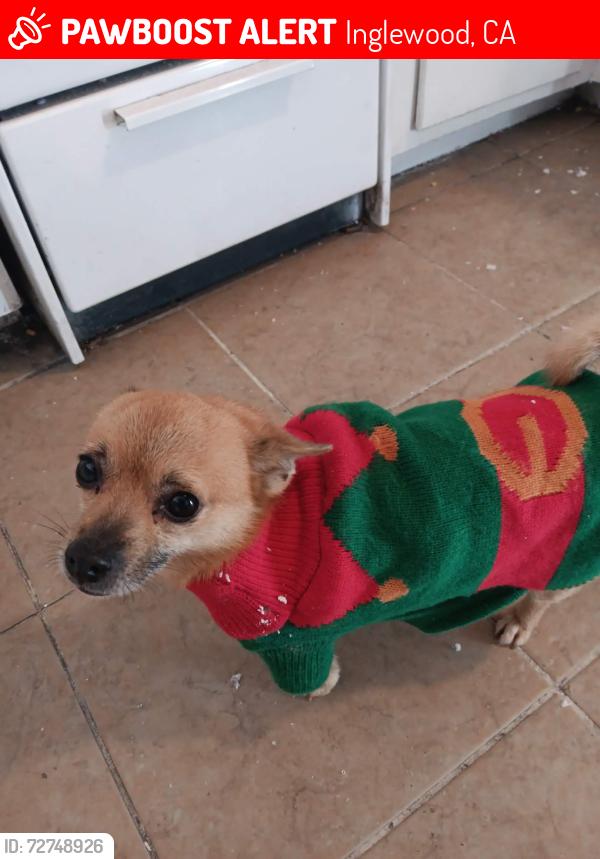 Lost Female Dog last seen Near W Century Blvd, Inglewood, Inglewood, CA 90304