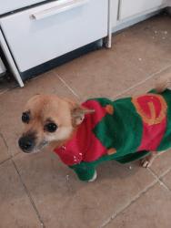 Lost Female Dog last seen Near W Century Blvd, Inglewood, Inglewood, CA 90304
