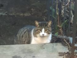 Found/Stray Unknown Cat last seen Nightingale and Steven, Hamilton, ON L8L 5N4