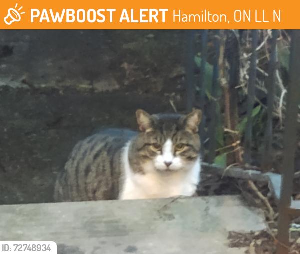 Found/Stray Unknown Cat last seen Nightingale and Steven, Hamilton, ON L8L 5N4