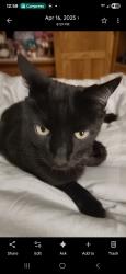 Lost Male Cat last seen Whitehall and townsend, Uniontown, OH 44685