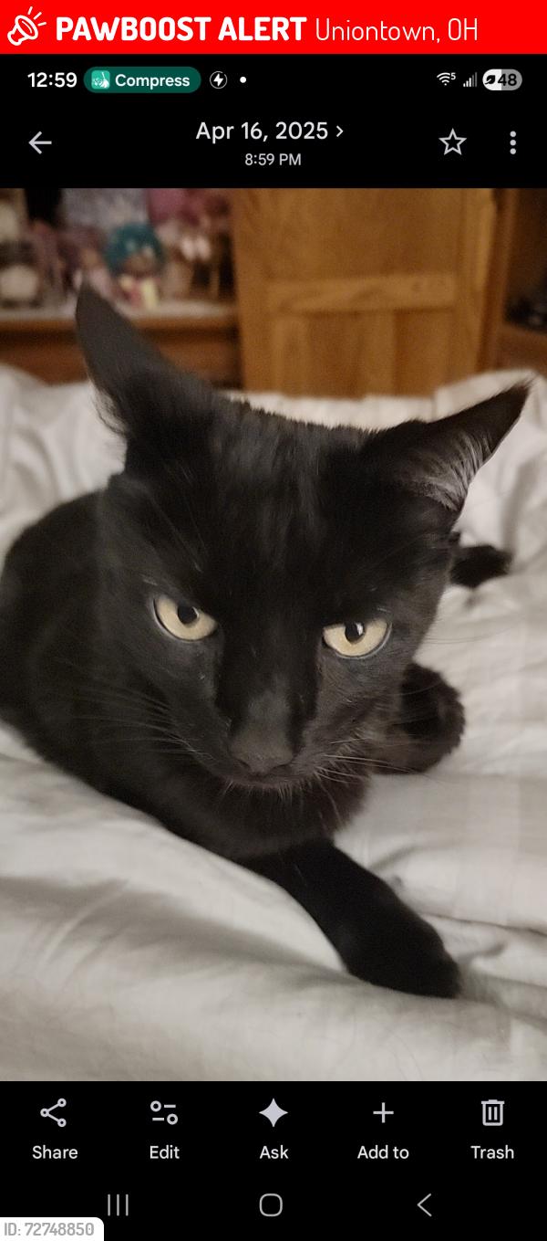 Lost Male Cat last seen Whitehall and townsend, Uniontown, OH 44685