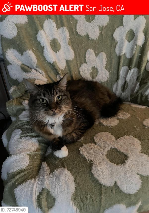 Lost Female Cat last seen Near 515 E Taylor St, San Jose, CA 95112