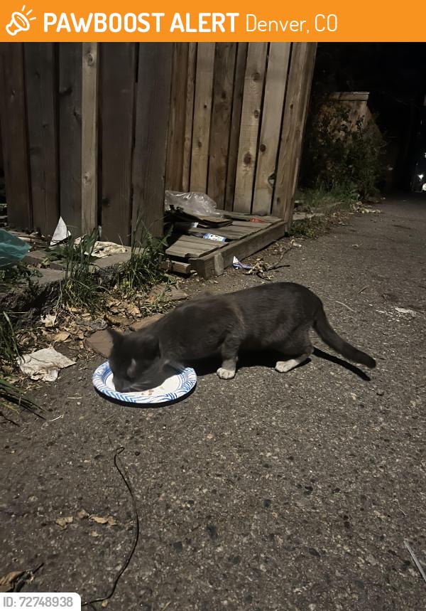 Found/Stray Unknown Cat last seen Alley way of Lincoln Street, Denver, CO 80203