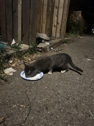 Found/Stray Unknown Cat last seen Alley way of Lincoln Street, Denver, CO 80203