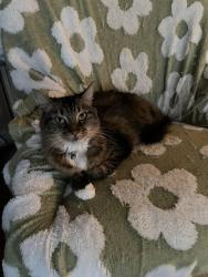 Lost Female Cat last seen Near 515 E Taylor St, San Jose, CA 95112