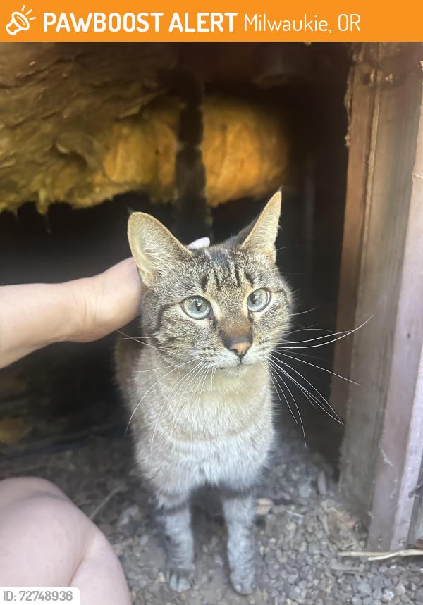 Found/Stray Female Cat last seen Harvey and 37th Ave, Milwaukie, OR 97222