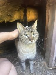 Found/Stray Female Cat last seen Harvey and 37th Ave, Milwaukie, OR 97222