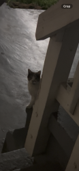 Found/Stray Unknown Cat last seen Saint John Ave se , Marietta, GA 30067