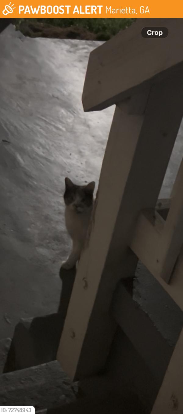 Found/Stray Unknown Cat last seen Saint John Ave se , Marietta, GA 30067
