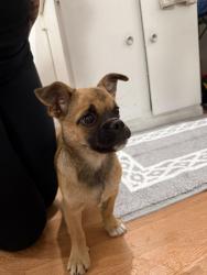 Lost Male Dog last seen Bloomington ca, Fontana, CA 92334