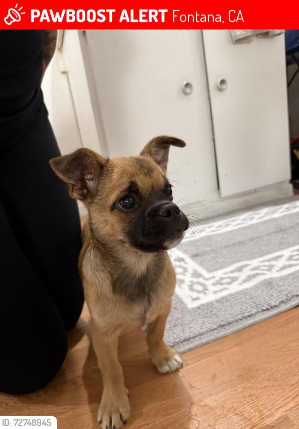 Lost Male Dog last seen Bloomington ca, Fontana, CA 92334