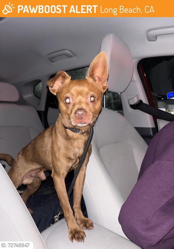 Found/Stray Male Dog last seen 4th and Cherry, Long Beach, CA 90802