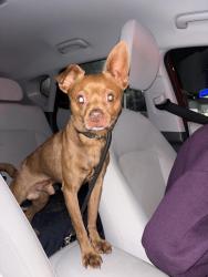 Found/Stray Male Dog last seen 4th and Cherry, Long Beach, CA 90802