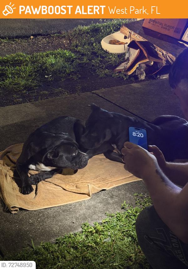 Found/Stray Male Dog last seen Near ave 22st west park, West Park, FL 33023