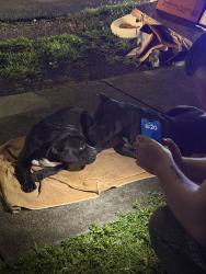 Found/Stray Male Dog last seen Near ave 22st west park, West Park, FL 33023