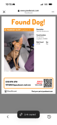 Found/Stray Male Dog last seen 4th and Cherry, Long Beach, CA 90802