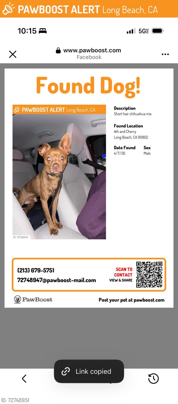 Found/Stray Male Dog last seen 4th and Cherry, Long Beach, CA 90802