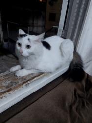 Lost Male Cat last seen Av Rebouças 1104, Pinheiros, SP 05402-000