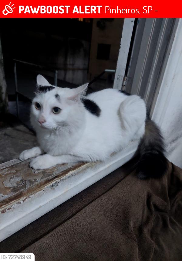 Lost Male Cat last seen Av Rebouças 1104, Pinheiros, SP 05402-000