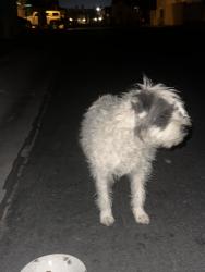 Found/Stray Unknown Dog last seen Nellis and Tree Line, Las Vegas, NV 89142
