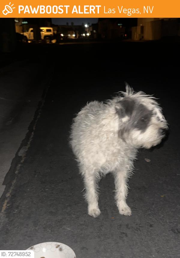 Found/Stray Unknown Dog last seen Nellis and Tree Line, Las Vegas, NV 89142