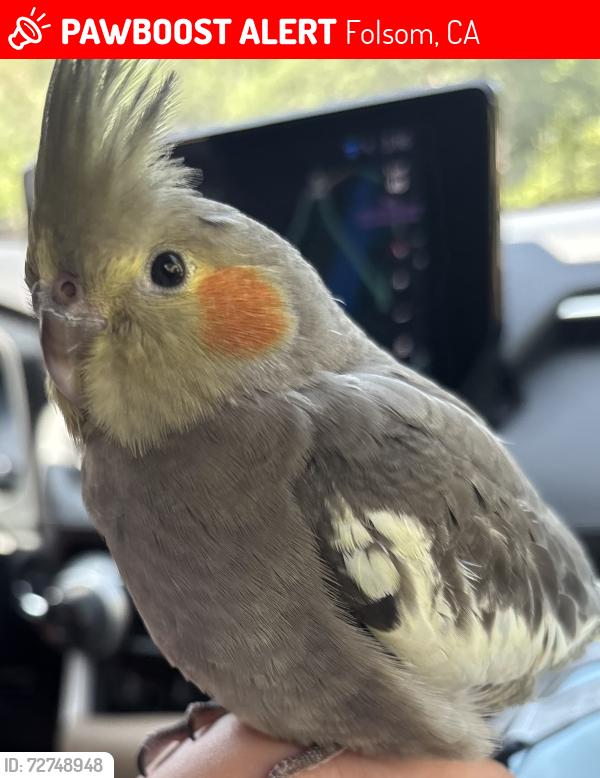 Lost Female Bird last seen Lost Creek, Folsom, CA 95630