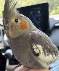 Lost Female Bird last seen Lost Creek, Folsom, CA 95630