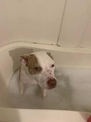 Lost Female Dog last seen Near fm and 259, Kilgore, TX 75662