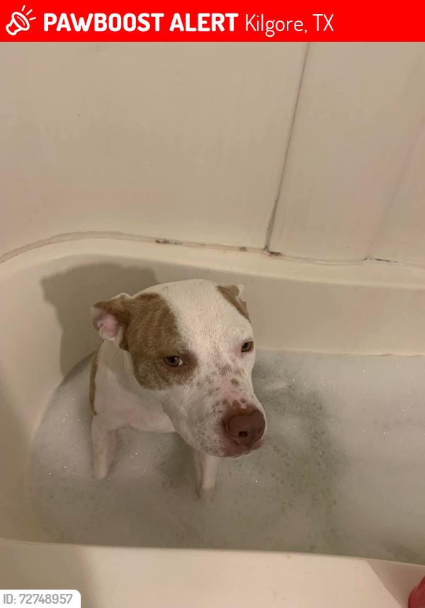Lost Female Dog last seen Near fm and 259, Kilgore, TX 75662