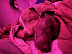 Lost Male Dog last seen s 41st ave smith park phoenix az 85009, Phoenix, AZ 85009